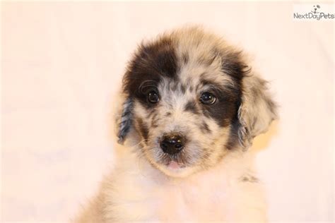 Koot Aussiedoodle Puppy For Sale Near Dallas Fort Worth Texas