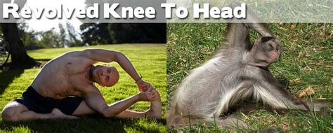 Great Pictures Animals Demonstrating Funny Yoga Poses