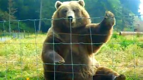 Hilarious Bears Being Silly Youtube