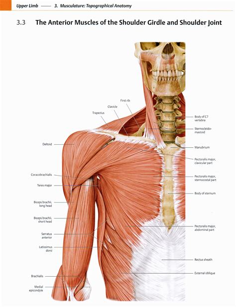 Neck And Shoulder Anatomy Diagram Back Muscles Anatom