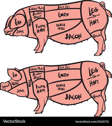 Cut Of Meat Set Hand Drawn Pig Pork Cuts Diagram Vector Image