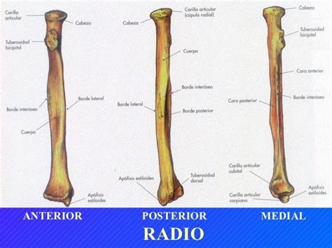 Radio Anatomia