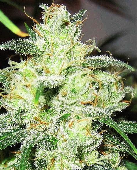 Buy Gorilla Glue 4 × Cheese Feminized Seeds At The Best Price
