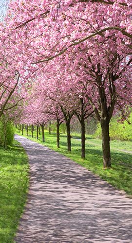 Cherry Blossom Road Photo Backdrop