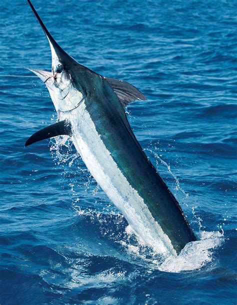 Blue Marlin Punta Cana Fishing Charters Fishing Pro Exclusive Punta