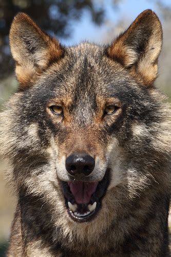 Iberian Wolf Canis Lupus Signatus This Sub Species Of T Flickr