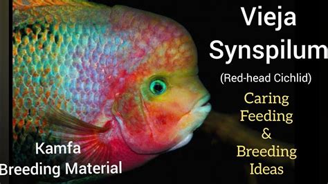 Vieja Synspilum Red Head Cichlid Kamfa Raw Material Caring Feeding And