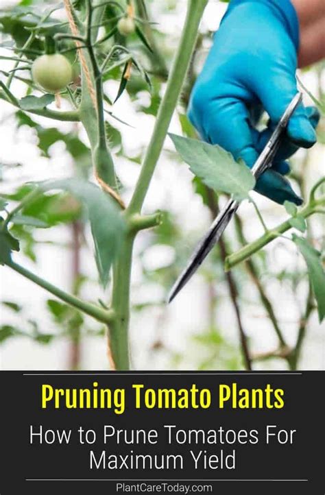 Learning How To Prune Tomato Plants Correctly Will Give The Greatest