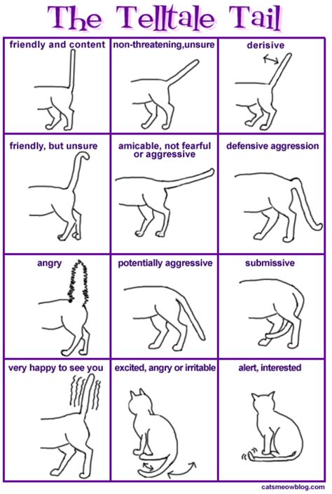 How To Speak Your Cats Language Healthy Paws