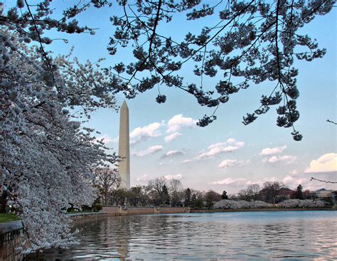 [46+] Washington DC Cherry Blossom Wallpaper on WallpaperSafari