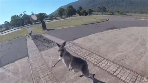 Paraglider Lands Gets Socked In The Face By A Kangaroo And It’s All Captured On Cam