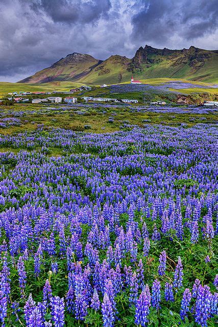 Best Scenic Views Lupins Are In Full Bloom Vik Icelandic Love These