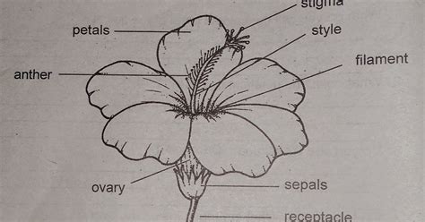 The male reproductive part of the flower produces pollen, while the female looking at flowers, we don't really think of them as having a reproductive system, but like people, plants have organs designed to bear offspring. LIGHT IN SCIENCE 4: Unit 3 Lesson 1: Flower