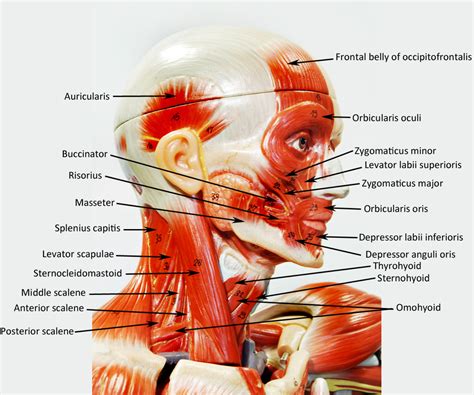 Maybe you would like to learn more about one of these? Male Muscle Figure - Labeled - HUMAN ANATOMY WEB SITE