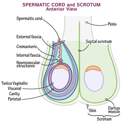 This cord is present as a pair, with one cord connecting to either the right or left testicle. Gross Anatomy Glossary: Spermatic Cord and Scrotum | Draw ...