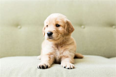Top 10 Cute Puppies That Will Make You Cry You Need To Know