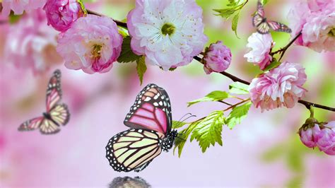 배경 화면 나비 자연 식물 꽃들 곤충 동물 핑크 꽃 1920x1080 miladyb9 1561317