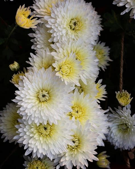 White Chrysanthemum Wallpaper White Chrysanthemum Screen Wallpaper