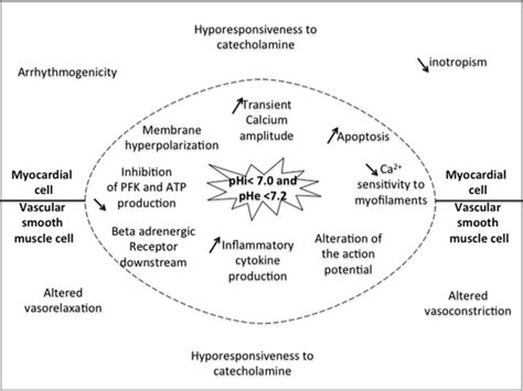 Hemodynamic Consequences Of Severe Lactic Acidosis In Shock States
