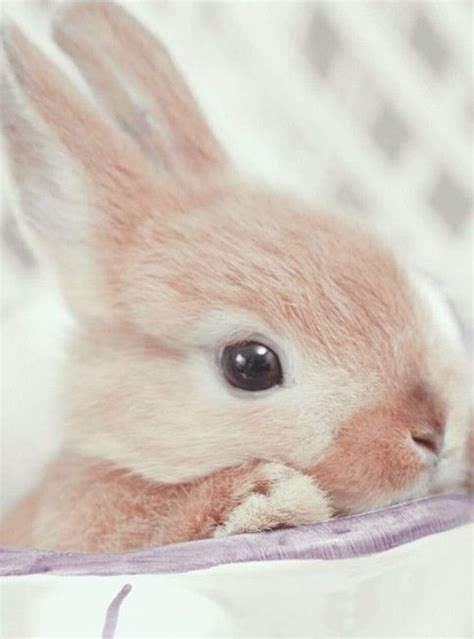 Log In Tumblr Cute Animals Baby Animals Super Cute Animals