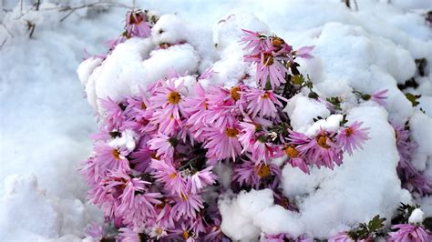 нежно розовые цветы в снегу в хорошем качестве Обои на рабочий стол