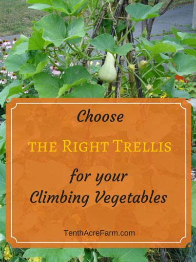 Choose The Right Trellis For Your Climbing Vegetables Vertical