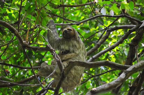 The Sloths Of The Rainforest Mudfooted