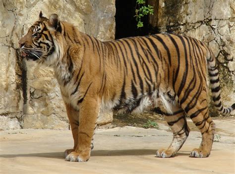 Top 10 Endangered Animals And Species In Indonesia