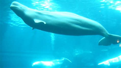 Beluga Whales At Worlds Largest Aquarium Atlanta Youtube
