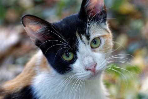 35 Top Photos Magical Calico Cat Names Calico Cat Name You Will Grow