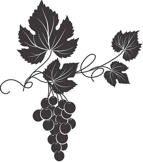 Best Vector Grape Vines Illustrations Royalty Free Vector Graphics