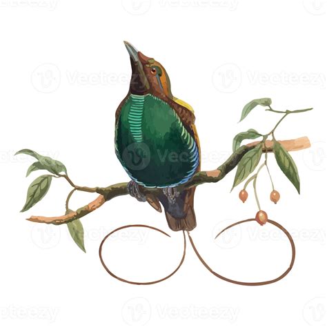 Free Exotic Bird Illustration 12662594 Png With Transparent Background