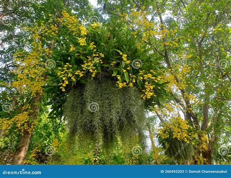 Beautiful Yellow Dancing Lady Orchid Flowers With Spanish Moss Or