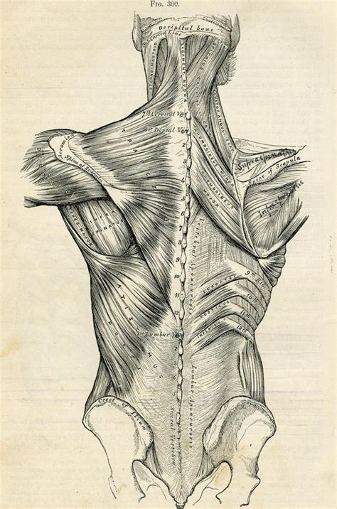 Form description for drawing of the two major surface muscles of the back. Human Back Human Body Anatomy Illustration 1887 Antique