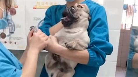 Dramatic Pug Dog Screams In Terror At Vet While Getting Nails Clipped