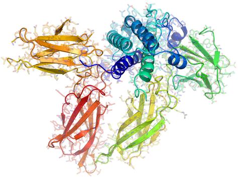 Human Growth Hormone Molecule Photograph By Laguna Design