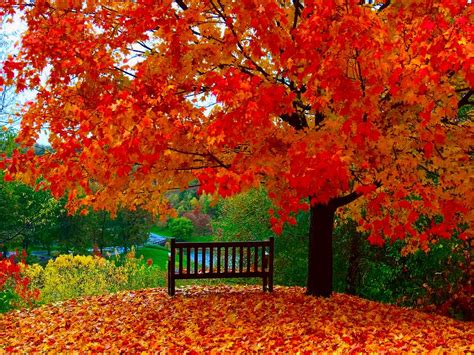 Free Download Autumn Wallpapers Autumn Wallpaper Download The Free