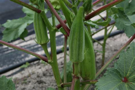 How to Grow Okra from Seed Easily in Your Own Home | Healthy Food House