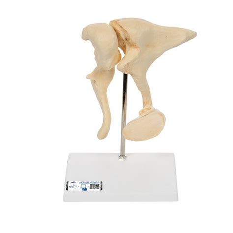 Human Larynx Model Times Full Size Part B Smart Anatomy Sem
