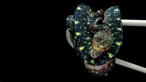 Green Tree Python Going Through Its Color Change 1366x768 Not A