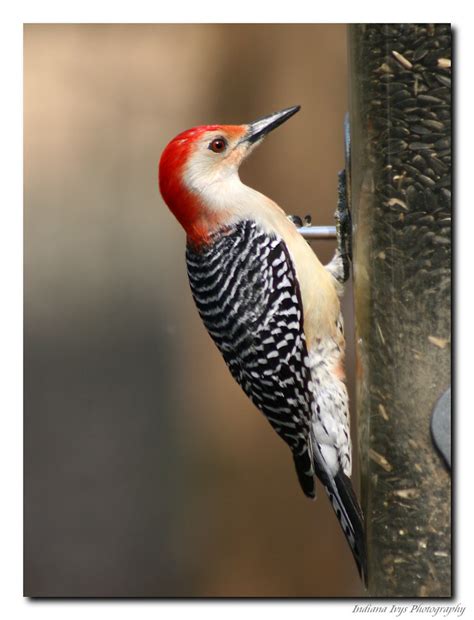 3 16 09 Red Bellied Woodpecker 3 Indiana Ivy Nature Photographer Flickr