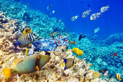 Wallpaper Animals Sea Underwater Coral Reef Diving