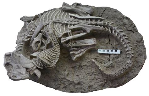 This 125 Million Year Old Fossil Captures An Extraordinary Moment In Time