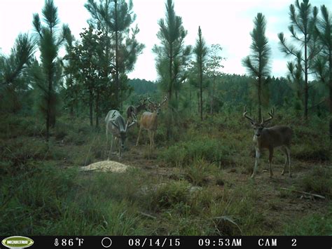 Swamp Creek Hunting Club