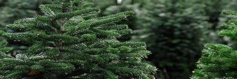 How To Pick And Take Care Of A Live Christmas Tree Groovy Green