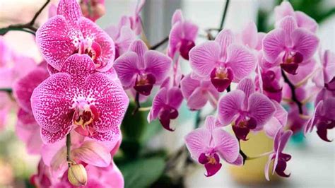 Orchidée voici lastuce infaillible pour accélérer sa floraison cet