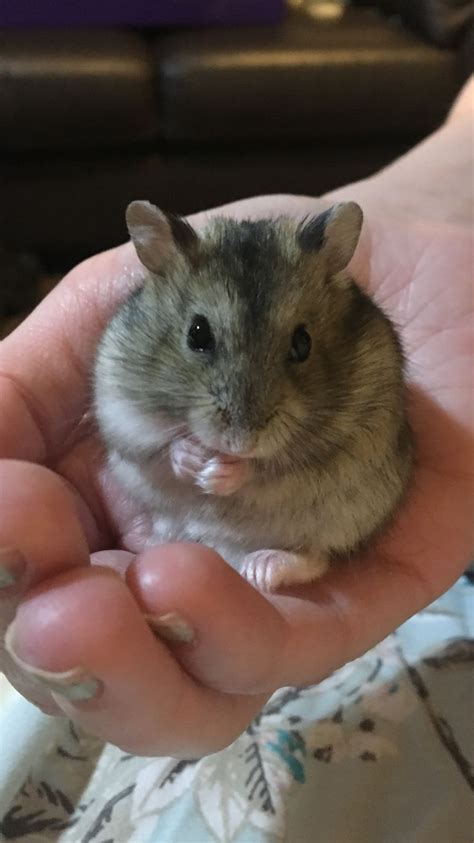 This Is My Russian Dwarf Hamster Vladimir He Loves Affection Funny Hamsters Cute Hamsters