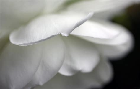 White Rose Flower Petals Photograph By Jennie Marie Schell
