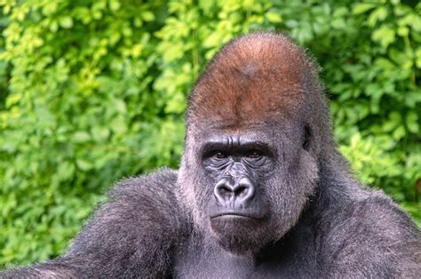 Why Do Gorillas Beat Their Chest Johnny Holland