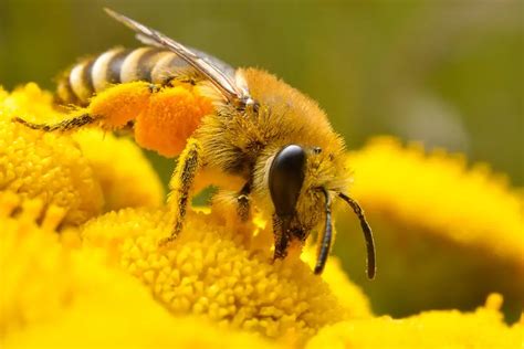 How To Get Rid Of Ground Bees Pest Control Tips And Advice